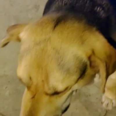 perro waton