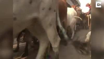 Worshipers let cows walk all over them