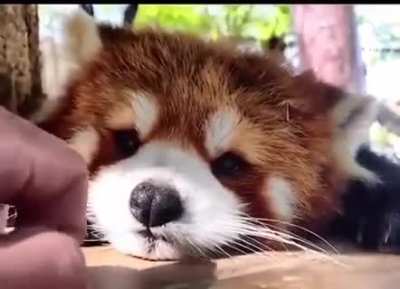 boop !