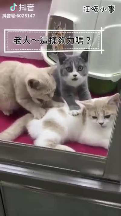 猫也是阶级社会啊