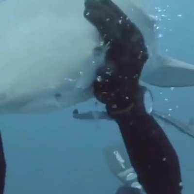 Sharks getting petted 😁