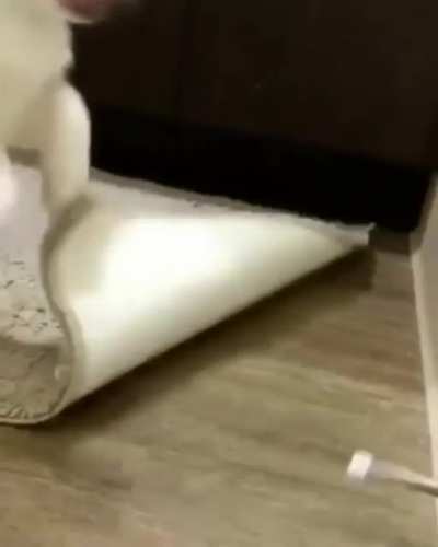 boingggggggggggggggggg