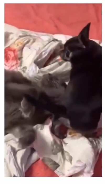 He definitely did it on purpose