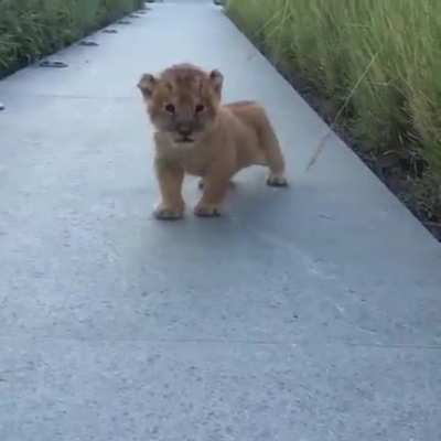 Adorable baby lion shows off his roar