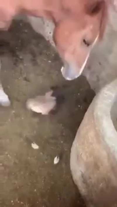 Did that horse just eat that?
