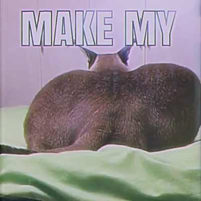 My cute cat