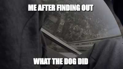 What da dog doin