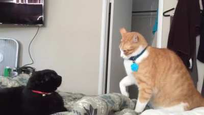 Fastest cat slaps