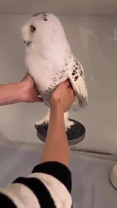 Happy owl or not at all ??