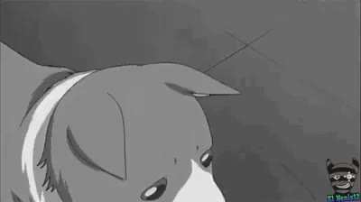 F pelo doguinho