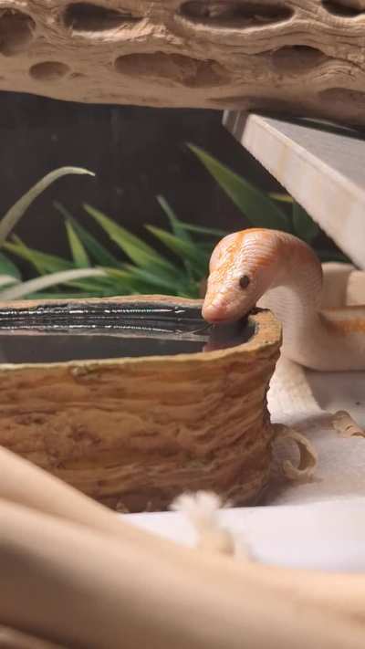 A dainty sip