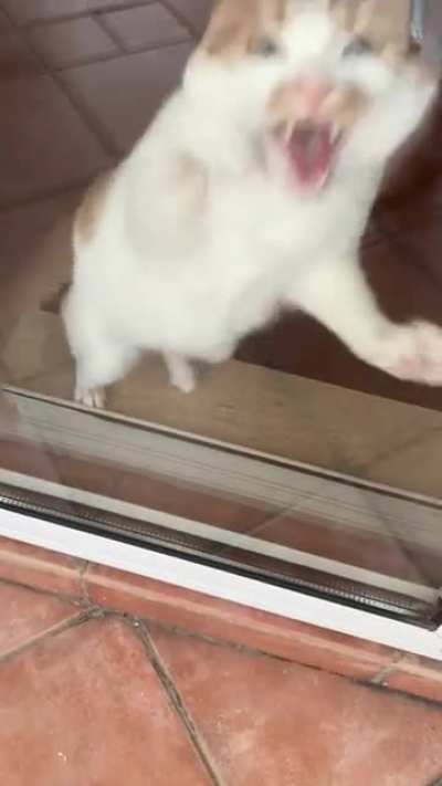 All I did was go on the balcony. Archie lost his damn mind. (PS he was fine exactly 3 seconds after my return to the inside part of the house)