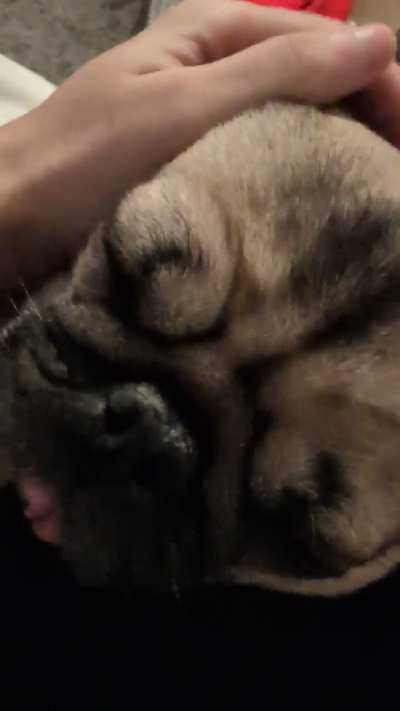 💤 Sleepy Fella