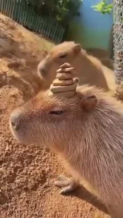 love this capy