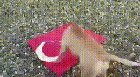 who's a good boy