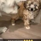 This dog....