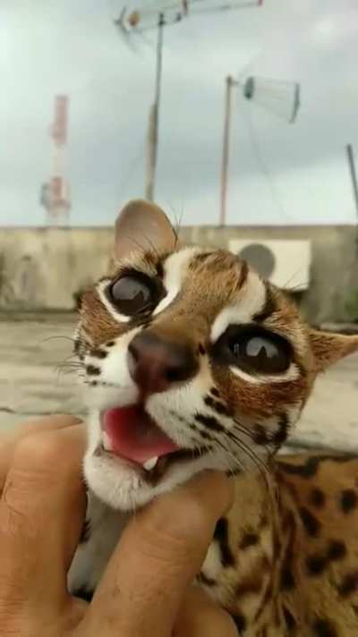 Ocelot scratches!