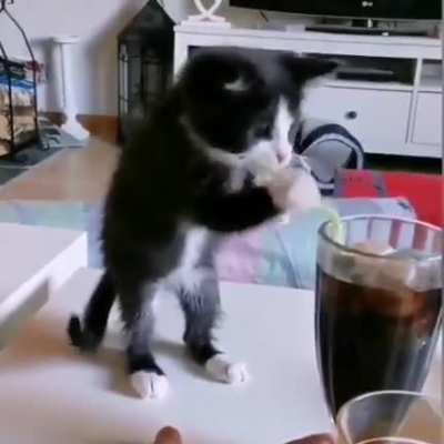 Cat.