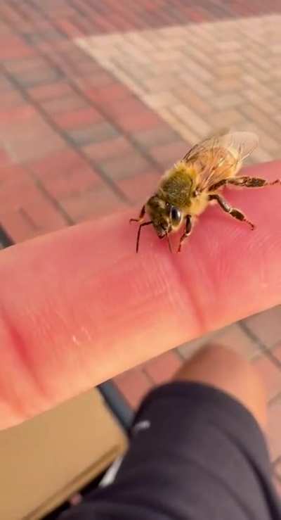 Bee gleegy