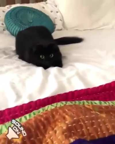 There are the doom slayer and the cat slayer