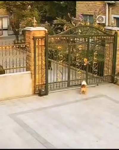 Dog scuffle.