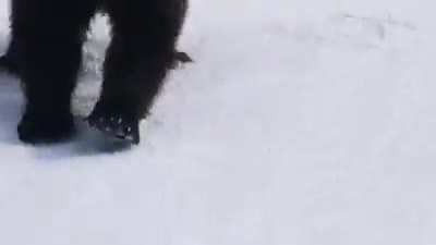 Bears love skiers!