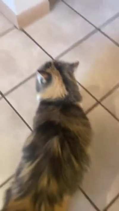 OK 😺