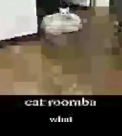 Cat roomba