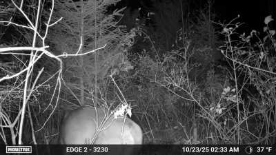 Public land buck. Please stay alive until rifle season