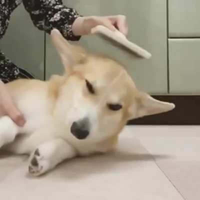 Rubbing is a dog’s universal language