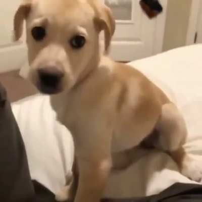 Puppy :)