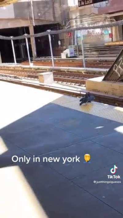 NYC Pigeons commit premeditated homicide