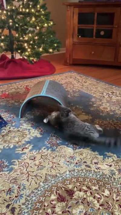 Wrapping paper had no idea what hit it