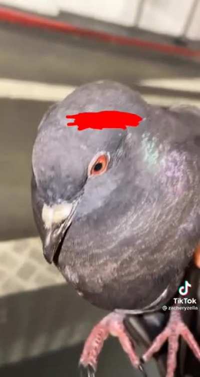 Pigeon