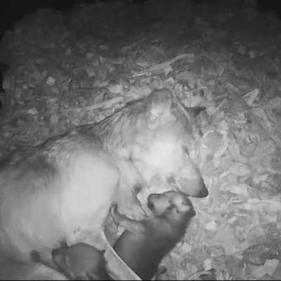 ð¥ Mom Gives Ones Of Her Wolf Cubs A Reassuring Embrace In The Den While Sleeping