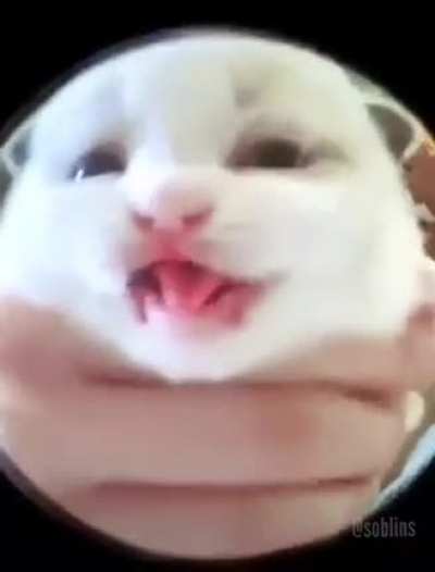 Noise if he was cat