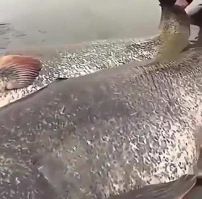 Those are HugE Catfish.