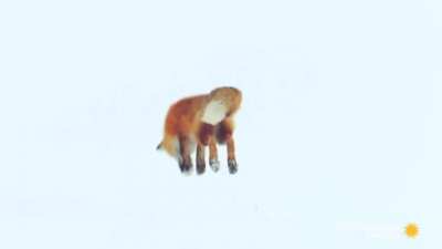 Perhaps you think this red fox made a stupid jump. But this is the fastest way to catch the mouse hiding under thick snow