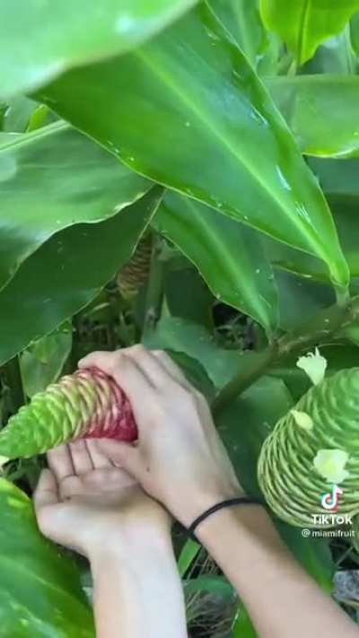 Shampoo Ginger