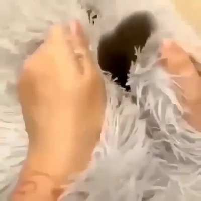 cute cat