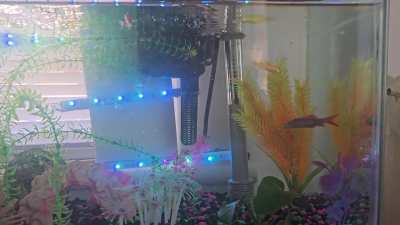 Quirky Rainbow Shark