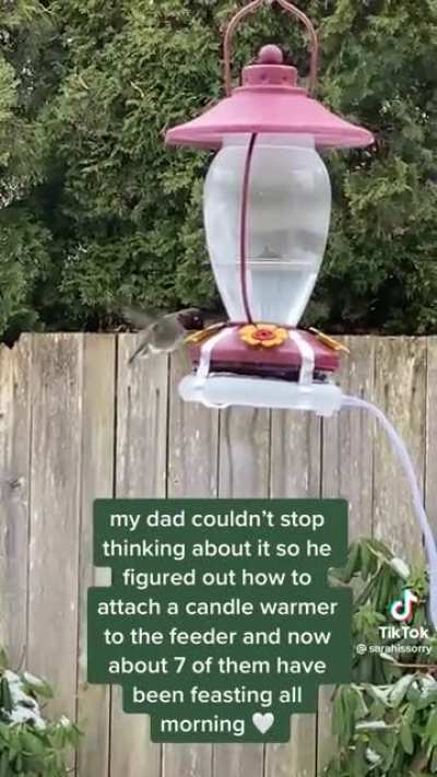 Man helps hummingbirds during Seattle winter storm