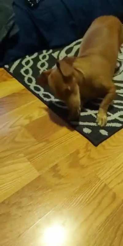 My dogs reaction to seeing one of these for the first time lol