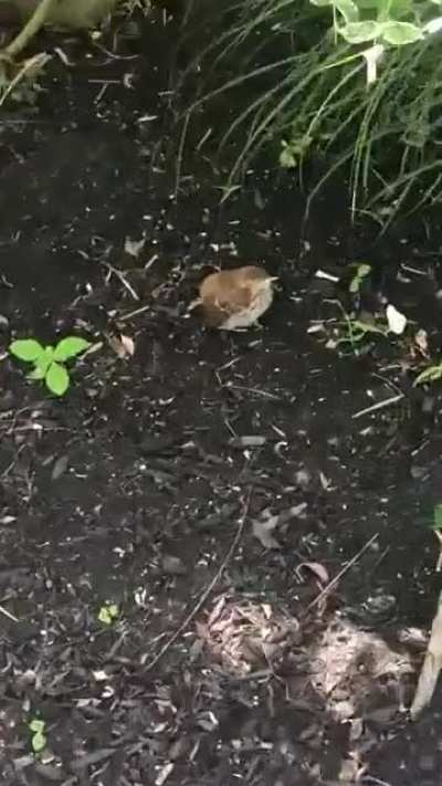 Birdy goes peep peep