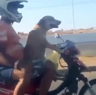 Motodog