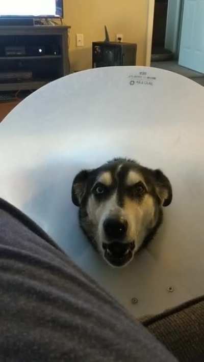 Husky unhappy about his cone of shame