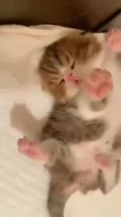 Cats being cats