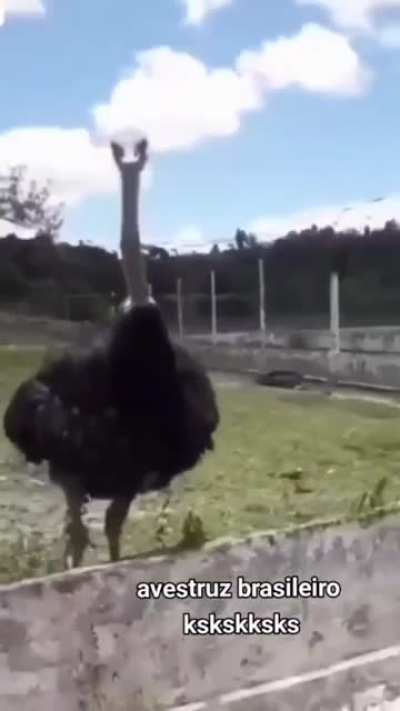 chama