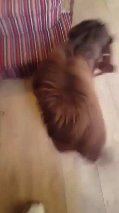 Pupper is so happy when her human comes home