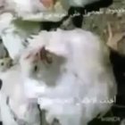 halal دجاج bruh 😳😳😂